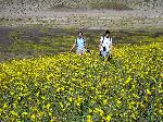 Park Visitors in Desert Gold