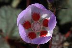 Desert Five-spot