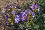 Fremont Phacelia