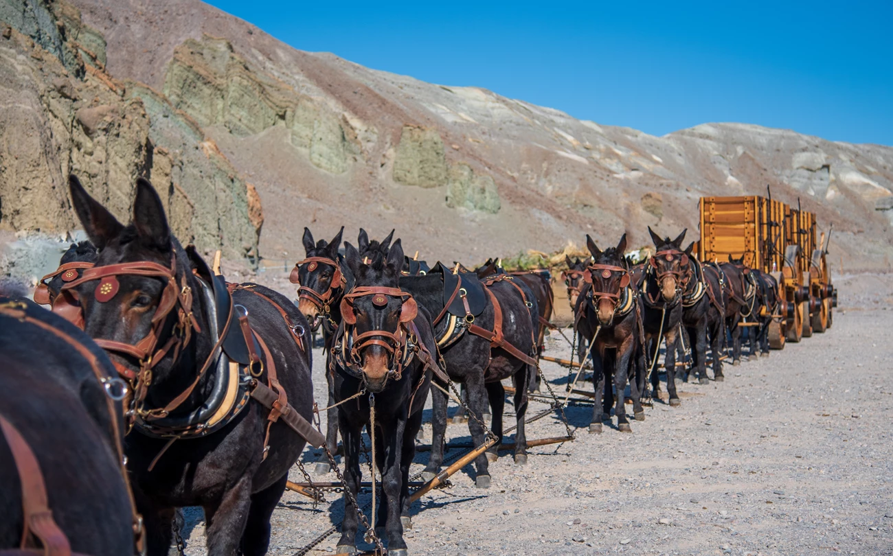 20 Mule Teams are an iconic part of Death Valley's history. A team of mules pull two wooden wagons with desert hills in the background.