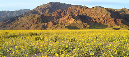 http://www.nps.gov/deva/learn/nature/images/2005-wildflowers_2.jpg
