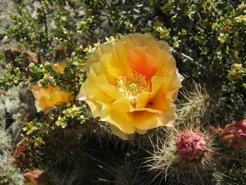 Orange bloom of a cactus