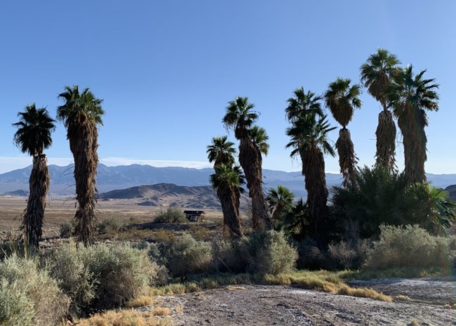 tall palm trees in desert scenery