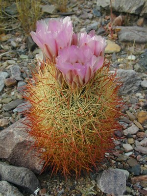 barrel cactus with yellow spines and pink flowers