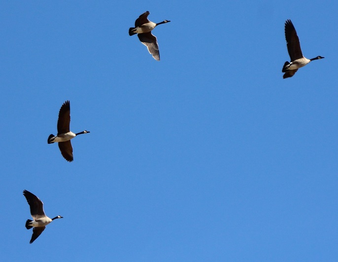 Canada geese flying over Death Valley