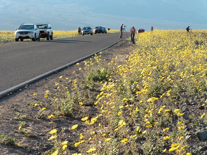 Visitors parked alongside wildflowers in Death Valley National Park