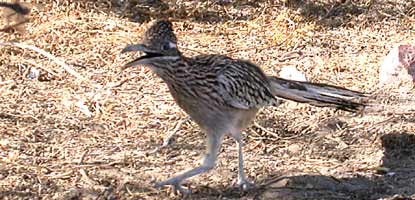 Roadrunner-01