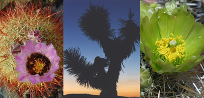 Cacti and Joshua Tree
