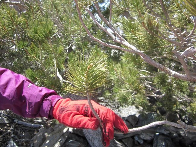 A pine tree limb is bent back by a gloved hand to show the flexibility of Limber Pines