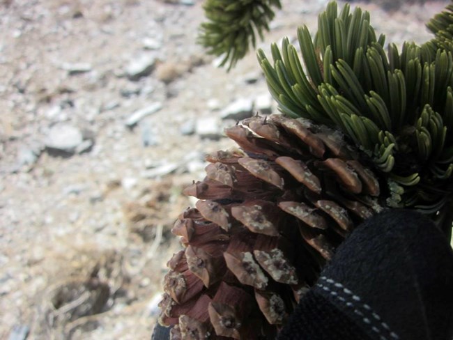 A cone from a bristlecone pine held in hand to demonstrate the tiny bristles.