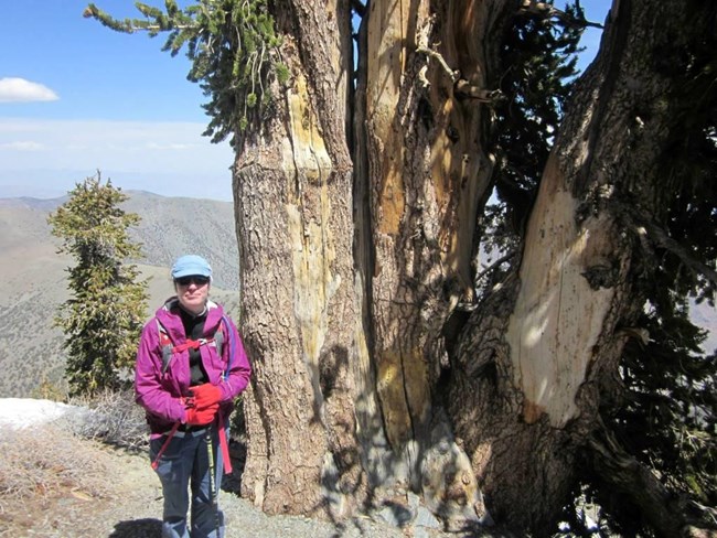 A hiker wearing sunglasses stands in front of a large bristlecone pine tree.