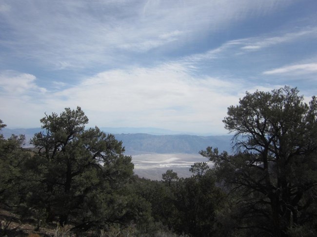 A view of a valley with salt flats is slightly obstructed at the forested viewpoint.