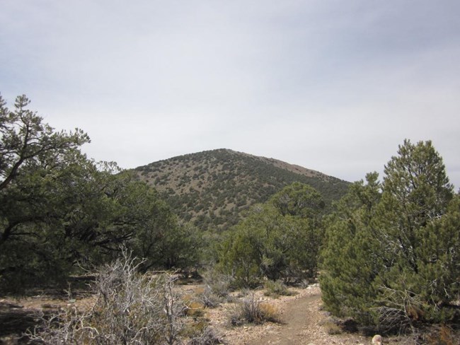 A trail between pine trees is overshadowed by a broad mountain peak in the distance.