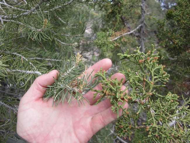 A hand palm side up holds a branch of the needle ridden pinyon pine tree and the juniper branch for comparison.