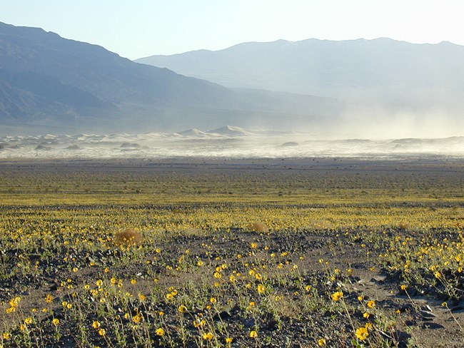 A foreground of yellow flowers leading away to distant desert mountains with a dust storm at the base.