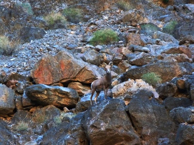 A Desert Bighorn Sheep stands upon a boulder on a canyon wall.
