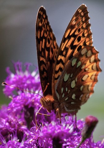 Butterfly on a purple flower.