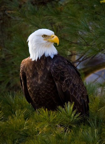 Bald eagle perching in a tree.