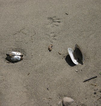 Two opened mussel shells sit on a silty shoreline with a pair of raccoon prints, with their five fingers, pressed into the sand nearby.
