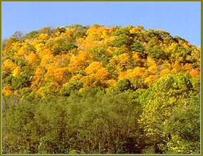 Knob-shaped hills with foliage in bright yellow and gold