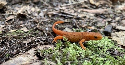 A small, bright orange newt with its front legs resting on green moss.