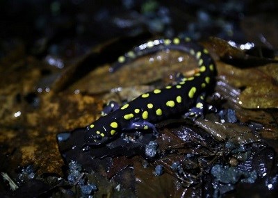 A black salamander with bright yellow spots standing on leaves.