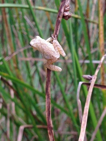 A small, light brown frog clinging onto a thin, brown stick. Tall green grass is in the background.