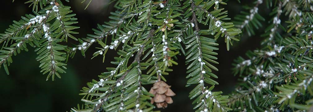 A soft-needled eastern hemlock is covered at the spine with fuzzy cotton-like matter that is the Hemlock Wooly Adelgid