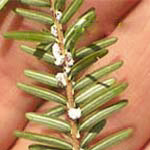 Hemlcok Woolly adelgid on a sprig