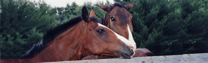 Two horses peering over a fence.