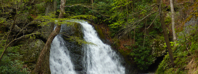 A waterfall in a forest