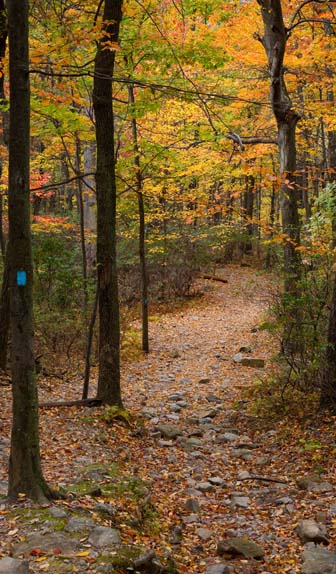 a trail in fall foliage