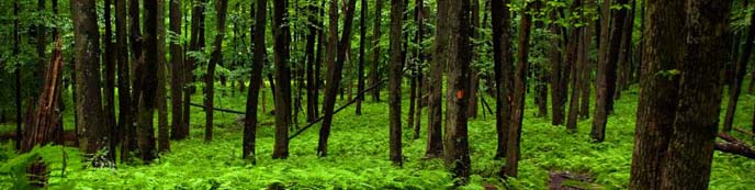 A forested area with ferns covering the ground.