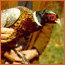 Brown and  white bird with green head and a white rings around its neck