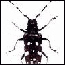 asian longhorned beetle