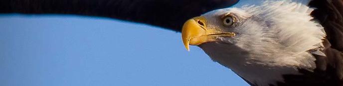 Bald eagle in flight