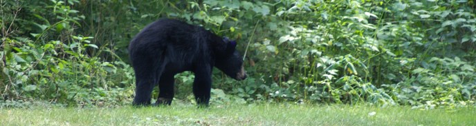 American Black Bear walking on the edge of a field with dense blanket of green plants behind