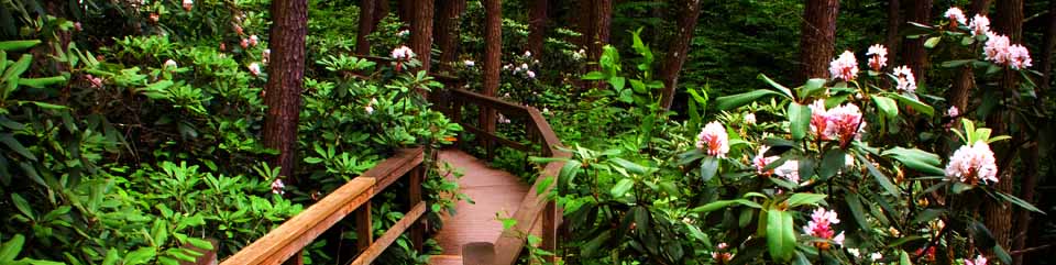 Dingmans Falls boardwalk trail