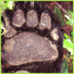 palm of a bear's paw