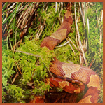 Northern copperhead in a boggy area.