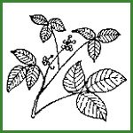 poison ivy in the fall