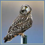 Whoooo's counting?