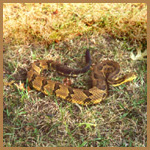 timber rattlesnake