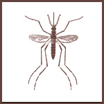 mosquito