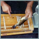 fish survey