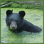 bear in swampy pond