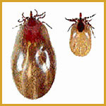 engorged ticks