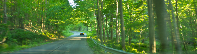 view of road with trees on both sides view of road with trees on both sides