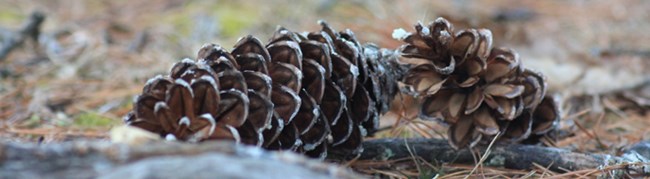 pine cones laying on the ground