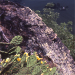 Yellow cactus flowers on a cliff
